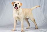 Labrador Ideal Weight Pictures