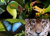 The Rainforest Wildlife Pictures