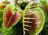Venus Fly Trap In The Rainforest Pictures
