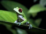 Images of Reptiles In The Rainforest
