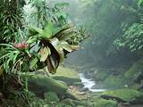 Tropical Rainforest Vacation Pictures