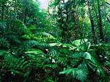 The Rainforest Wikipedia Photos