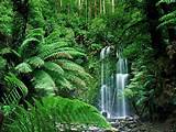 Images of India Tropical Rainforest