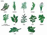 What Herbs Are Used In Italian Cooking Images