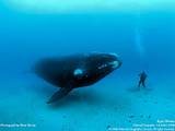 Deep Sea Diving Whales Pictures