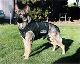 K-9 Dog Training Photos