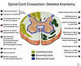 X Section Of Spinal Cord Images