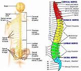 Images of Efferent Spinal Nerves