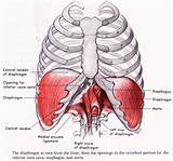 Abdominal Pain Just Below Sternum Pictures