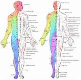 Spinal Nerves Innervation Images