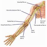 Images of Median And Radial Nerve Compression About The Elbow