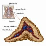 Pictures of The Adrenal Gland