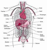 Pictures of Abdominal Organ Diagram