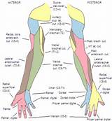 Pictures of Radial Nerve Cutaneous Innervation