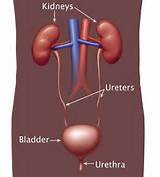 What Are Kidneys Images