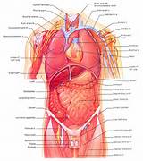 Internal Organs Diagram
