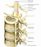 Pictures of Branches Of Spinal Nerves