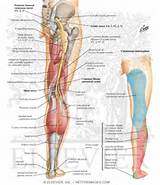 Images of Sciatic Nerve Exercises