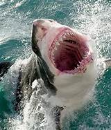 Deep Sea Diving With Great White Sharks Pictures