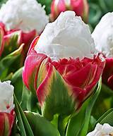 Ice Cream Tulips Pictures