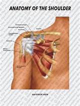 Shoulder Joint Pain Pictures