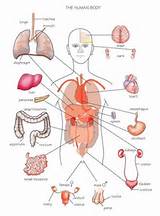 Images of Internal Organs Diagram