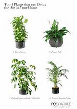 Houseplants That Clean The Air Photos
