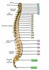 Number Of Bones In The Spine Pictures