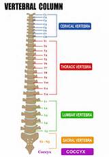 Vertebral Column Movements Images