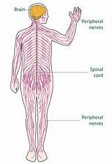 Photos of Spinal Cord Kidshealth