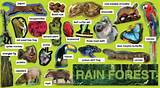 Pictures of Kind Animals Live Tropical Rainforest