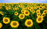 Photos of Sunflower Seeds Cancer
