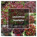 Leucothoe Plant Care