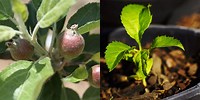 Baby Apple Tree Images