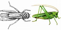 Japanese Cricket Insect Drawing