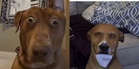 My Honest Reaction Dog Staring