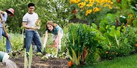 Vegetable Gardening Group Planting