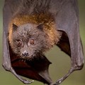 A Fruit Bat