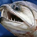 A Large Ocean Fish with Sharp Teeth