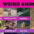 All 4 Idents Weird Animals