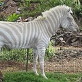 All White Zebra