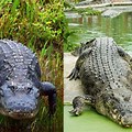Alligator vs Crocodile Attack