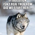 Alpha Wolf Howling Meme