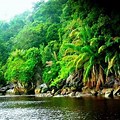 Amazon Forest HD Wallpaper 1080P