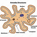 Amoeba Cell Membrane