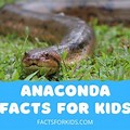Anaconda Facts for Kids