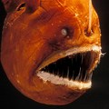 Angler Fish Scaled to a Human