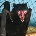 Angry Bat Funny