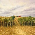 Ann Thomas Painting of Corn Field