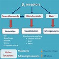 Beta 2 Receptors Actions